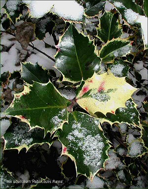 Ilex_aquifolium_Rubricaulis_Aurea.jpg