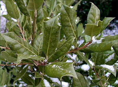 Ilex_aquifolium_Nelly_Stevens.jpg