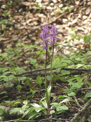 orchidee_buchenwald.jpg