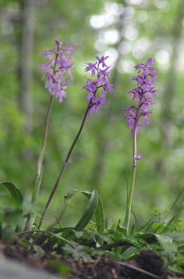 orchidee_buchenwald_zwei.jpg