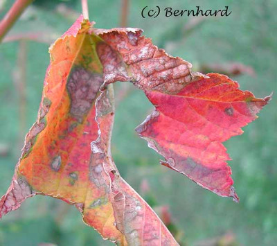 acer_rufinerve_herbstlaub.jpg