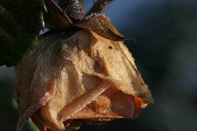 Rose-mit-Eiskristallen-060102.jpg