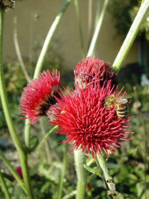 4cirsium.jpg