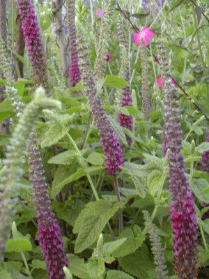 Teucrium_hiercanicum111.jpg