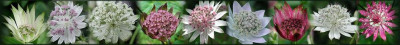 Astrantia.JPG