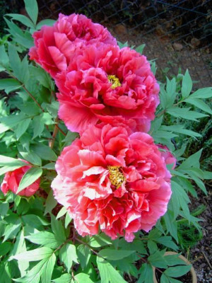 tree_paeony.1.jpg