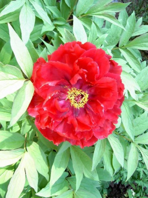 tree_paeony.2.jpg