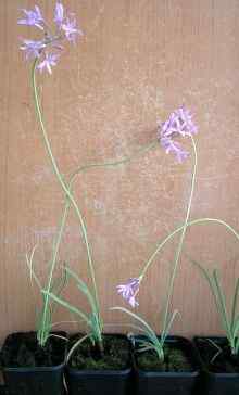 Tulbaghia_violaceae__Knobi-flirt_4.jpg