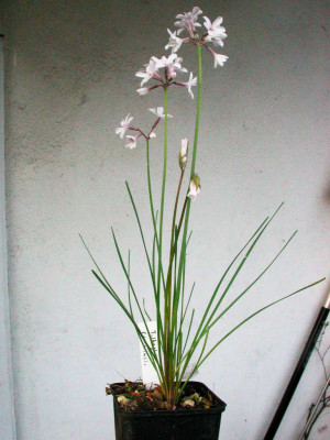 Tulbaghia_comminsii_komplett.jpg