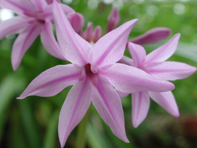 Tulbaghia_violacea_nah.jpg