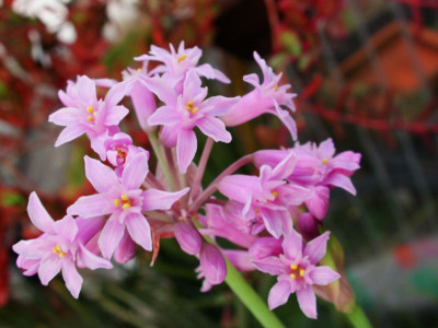 Tulbaghia_simmleri_rosa.jpg