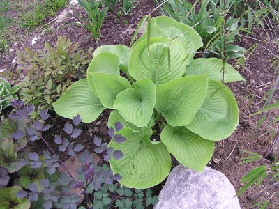 hosta_s_and_s.jpg