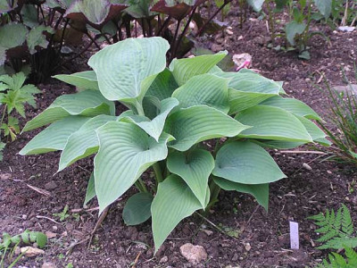 hosta_halcyon.jpg