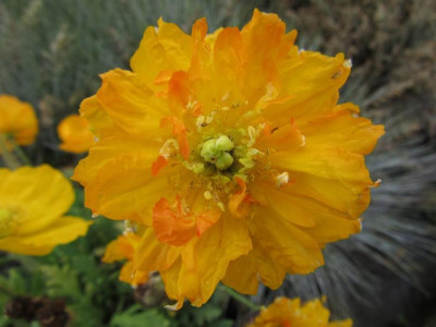 Papaver nud gef.jpg