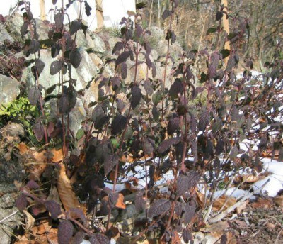 Cistus_salvifolius_20060307.jpg