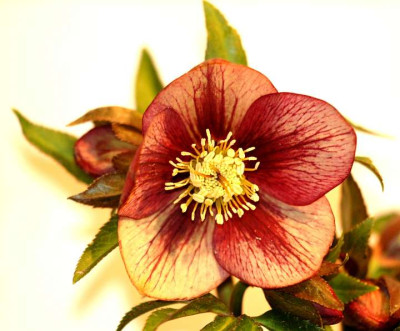 Helleborus_Schmiemann_3_10-03-06.jpg