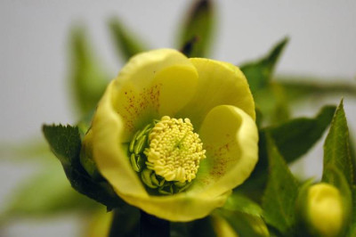 Helleborus_Schmiemann_4_10-03-06.jpg