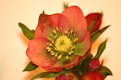 Helleborus_Schmiemann_2_10-03-06.jpg