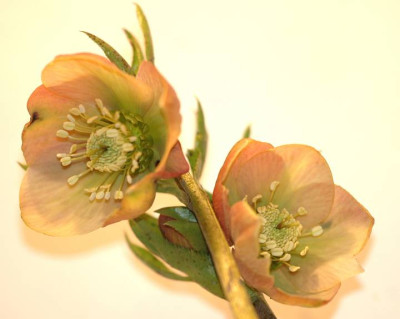 Helleborus_Schmiemann_1_10-03-06.jpg