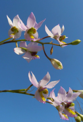 Barkeria_melanocaulon_und_blauer_Himmel.jpg