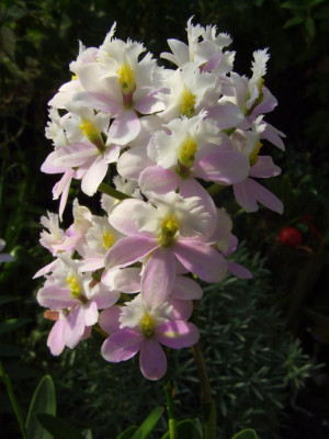 Epidendrum_Hybride_Pink_1.jpg