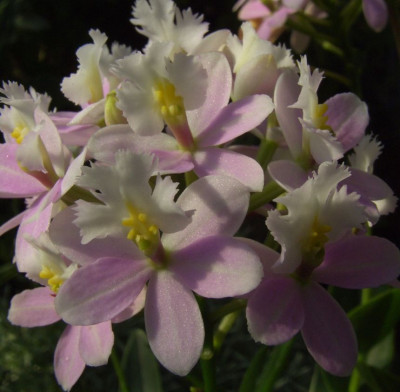 Epidendrum_Hybride_Pink_2.jpg