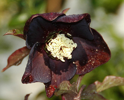 Helleborus_dunkel_1.jpg