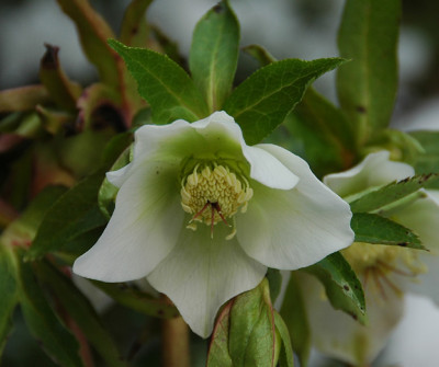 Helleborus_weiss_1.jpg