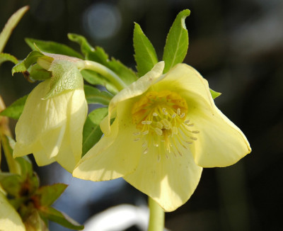 Helleborus_gelb_1.jpg