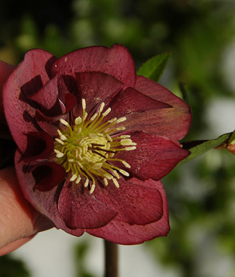 Helleborus-rot-gef_1.jpg