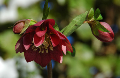 Helleborus-rot-gef_2.jpg