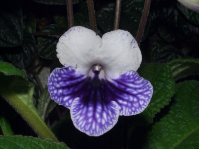 Streptocarpus_1.jpg