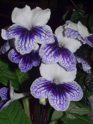 Streptocarpus_2.jpg