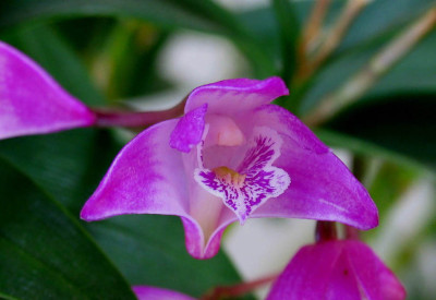 Dendrobium_kingianum_f.jpg