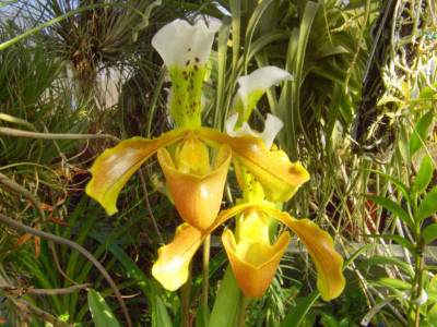 Paphiopedilum_insigne_andere_Pflanze.jpg