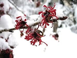 Hamamelis_intermedius_Wintereinbruch.jpg