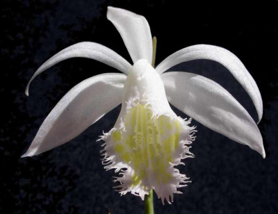 Pleione_Eiger_Snowflake_2006-03-31.JPG