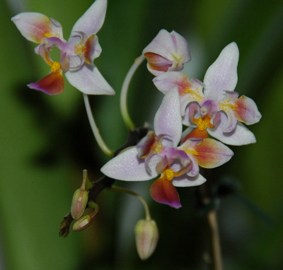 Phal-euqestris.jpg