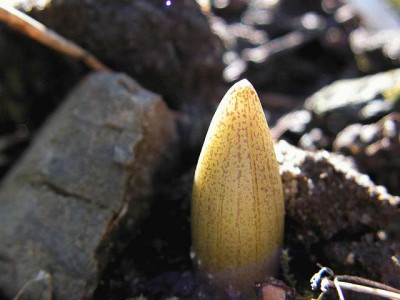 Polygonatum_multiflorum_Austrieb.jpg