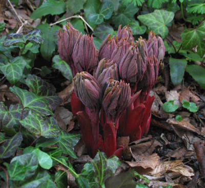 Paeonia_mlokosewitschii_f.jpg