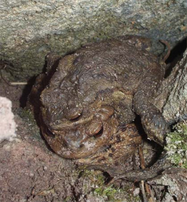 2006-04-08-Erdkroete-Bufo_bufo.jpg