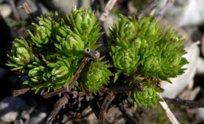 Rhodiola_wallichiana_2006-04-08.JPG