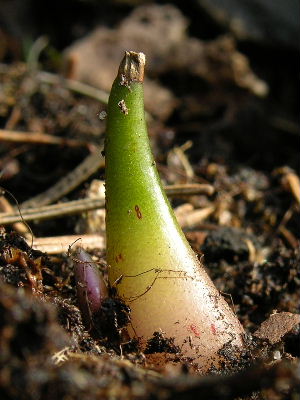 Pleione_draussen.JPG