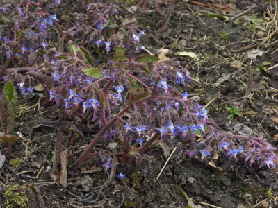 Trachystemon_orientalis_BoGaBO.jpg