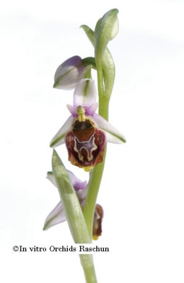 Ophrys_holoserica_kleiner_Klon.JPG