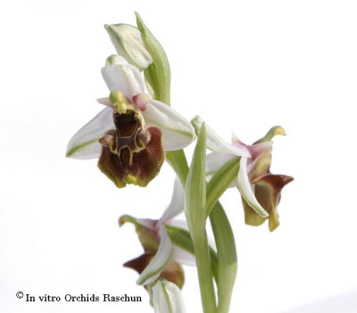 Ophrys_holoserica_kleiner_Klon_2.JPG