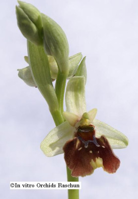 Ophrys_holoserica_nominal.JPG