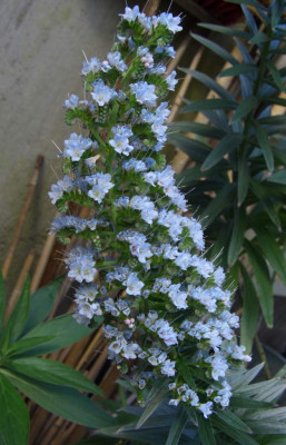 Echium_webbii_BoGaBO.jpg