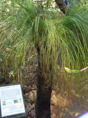 Xanthorrhoea_johnsonii_BoGaBO.jpg