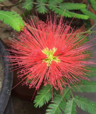 Calliandra_tweedyi_BoGaBO.jpg